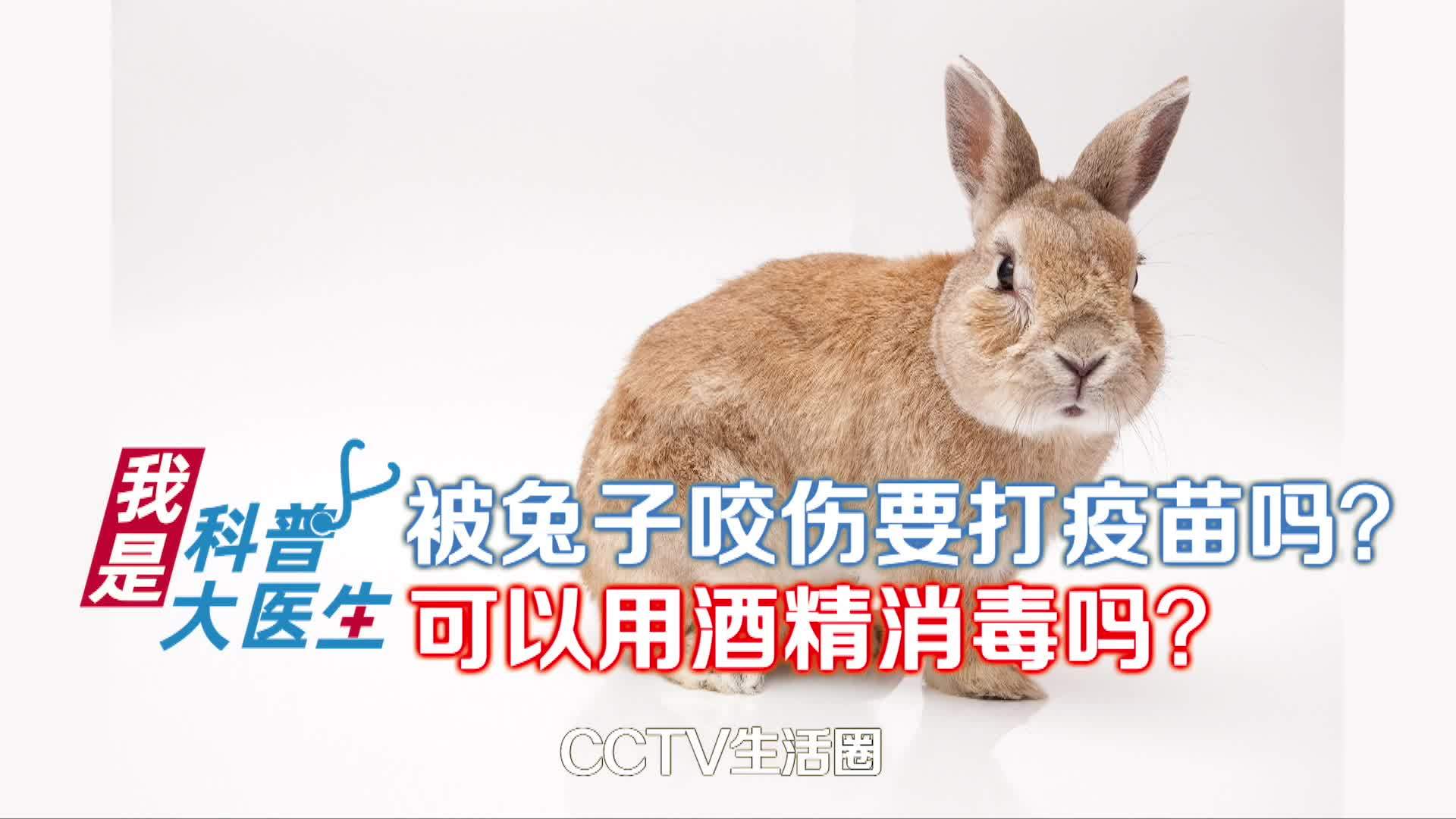 1岁女童被兔子咬掉手指尖被动物咬伤如何处理