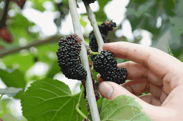 这种长得像桑葚的路边野果,别误采误食!