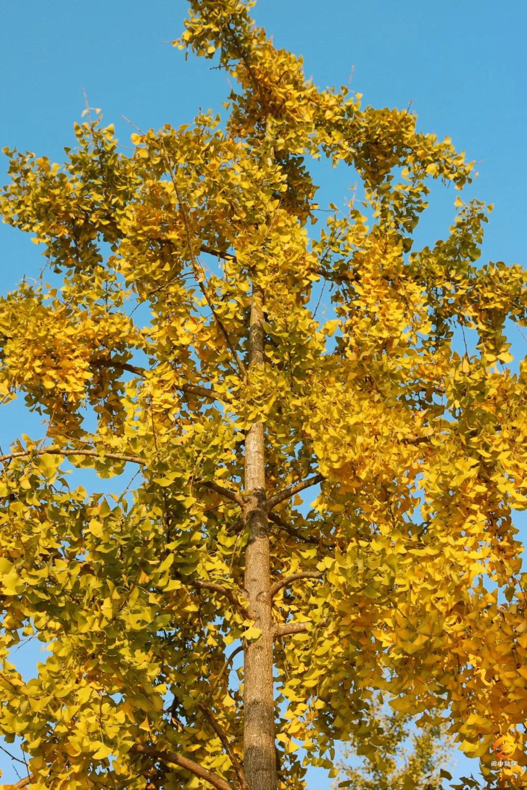 阳光透过层层叠叠的银杏叶子