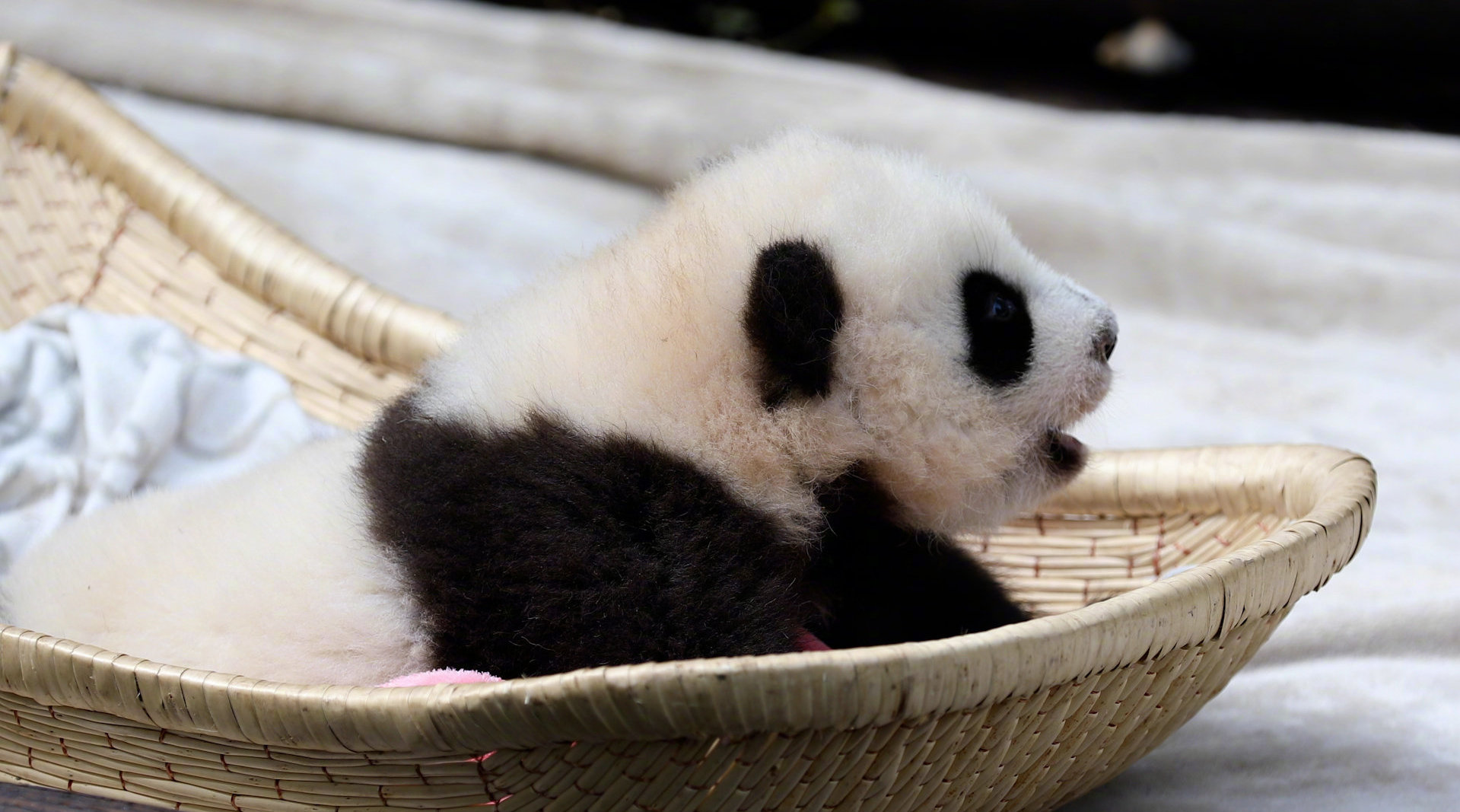 犯困的熊猫宝宝有多可爱